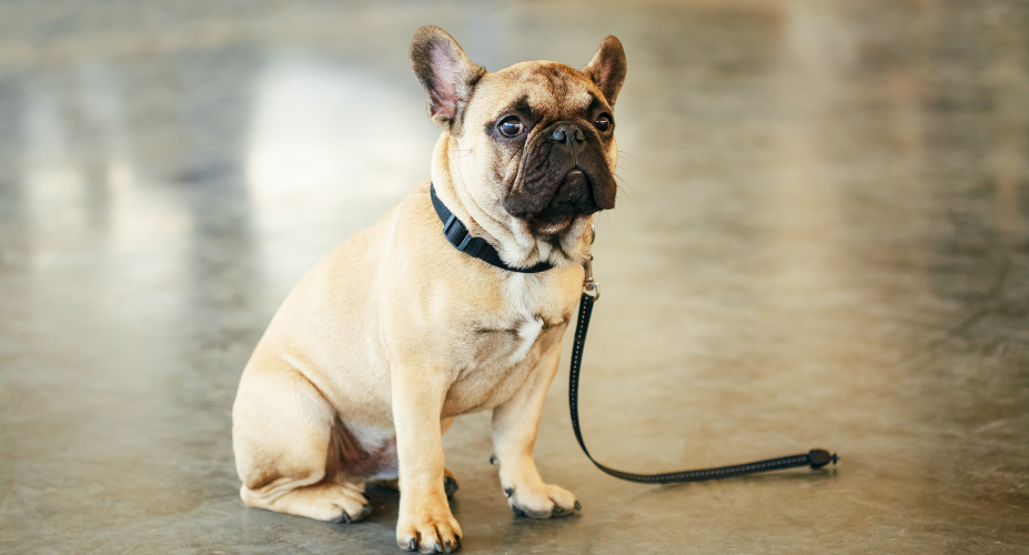 Factors Influencing a French Bulldog's Ability to Be Alone